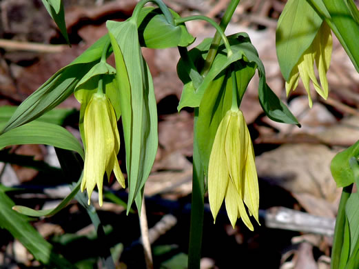 image of Uvularia grandiflora, Large-flowered Bellwort