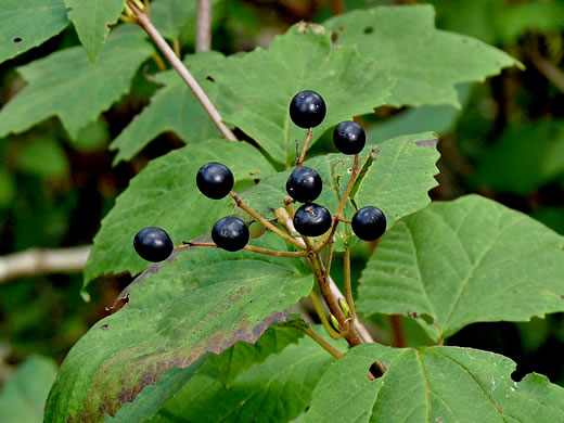 image of Viburnum acerifolium, Mapleleaf Viburnum, Maple-leaved Arrowwood, Dockmackie