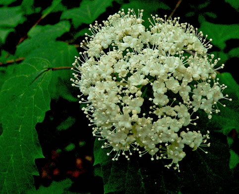 image of Viburnum acerifolium, Mapleleaf Viburnum, Maple-leaved Arrowwood, Dockmackie