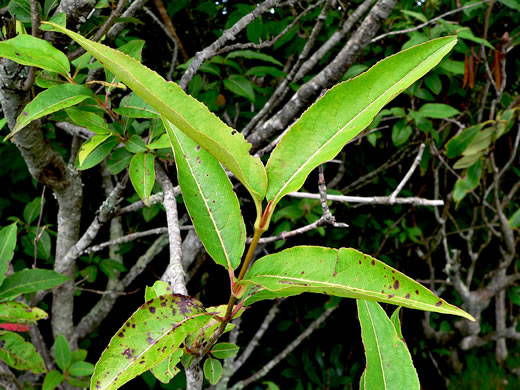 image of Viburnum cassinoides, Northern Wild Raisin, Witherod, Shonny Haw, Shawnee Haw