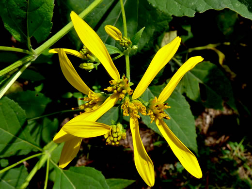 image of Verbesina occidentalis, Southern Crownbeard, Yellow Crownbeard