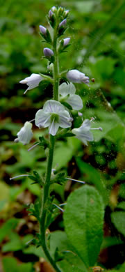 image of Veronica officinalis, Common Speedwell, Gypsyweed, Heath Speedwell