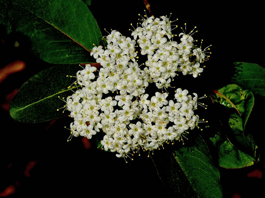 image of Viburnum prunifolium, Blackhaw, Nannyberry