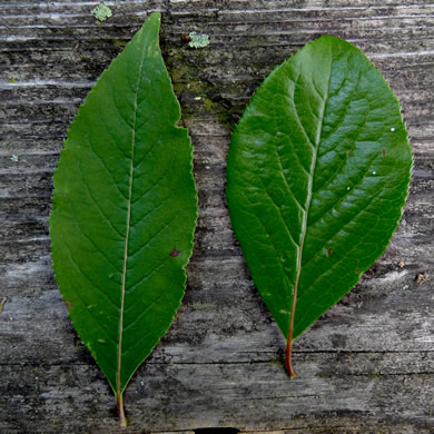 image of Viburnum prunifolium, Blackhaw, Nannyberry