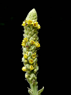 image of Verbascum thapsus ssp. thapsus, Woolly Mullein, Common Mullein, Flannel-plant, Velvet-plant