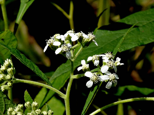 image of Verbesina virginica var. virginica, White Crownbeard, Common Frostweed, White Wingstem, Virginia Wingstem