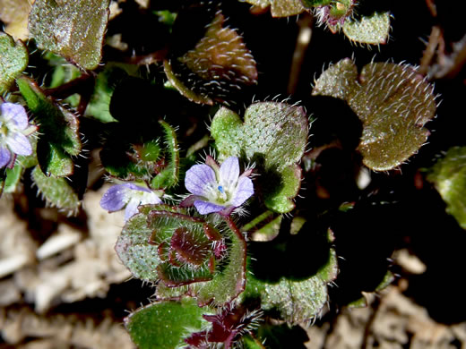 image of Veronica hederifolia, Ivyleaf Speedwell