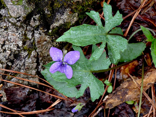 image of Viola palmata var. palmata, Wood Violet, Early Blue Violet, Palmate-leaved Violet, Southern Three-lobed Violet