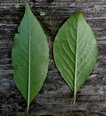 image of Viburnum rufidulum, Rusty Blackhaw, Blue Haw, Southern Blackhaw, Rusty Haw