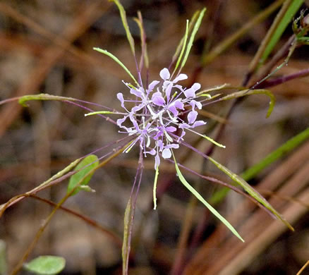image of Warea cuneifolia, Carolina Warea, Carolina Pineland-cress