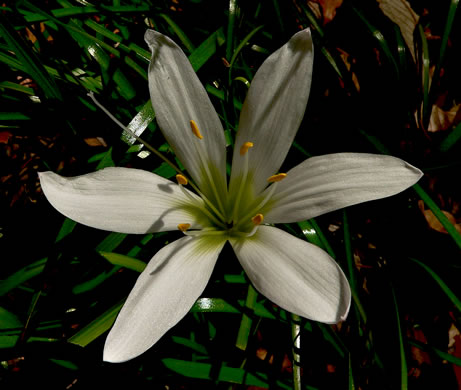image of Zephyranthes atamasco, Common Atamasco Lily, Rain-lily, Easter Lily, Naked Lily