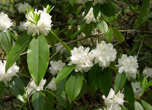 image of Rhododendron carolinianum, Carolina Rhododendron, Punctatum