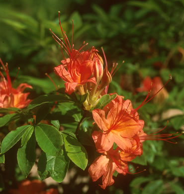 image of Rhododendron cumberlandense, Cumberland Azalea, Baker's Azalea