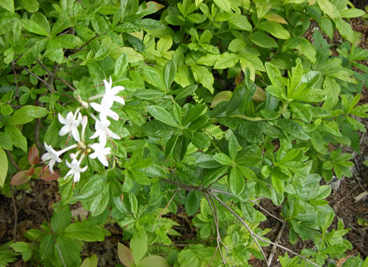 image of Rhododendron viscosum var. viscosum, Swamp Azalea, Clammy Azalea, Swamp Honeysuckle, Catchfly Azalea