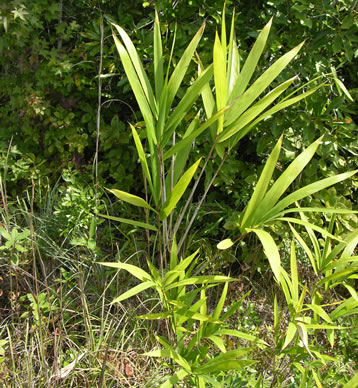 image of Arundinaria tecta, Switch Cane, Small Cane, Mutton Grass