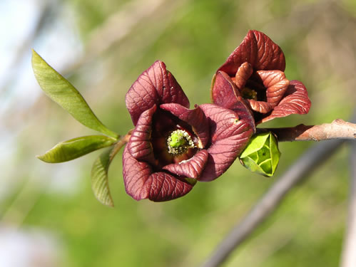 image of Asimina triloba, Common Pawpaw, Indian-banana