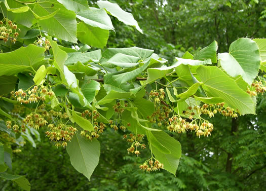 White Basswood (Tilia americana var. heterophylla)