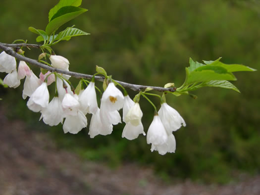 Common Silverbell