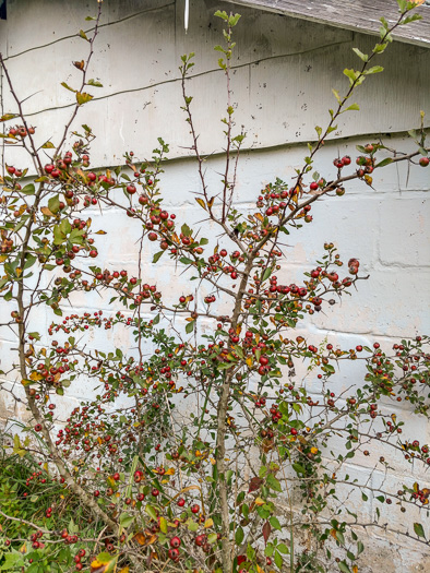 image of Crataegus munda, Dwarf Hawthorn, Restful Hawthorn, Neat Hawthorn