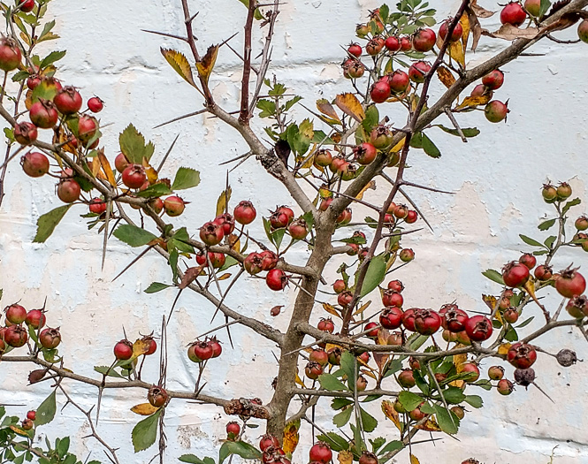 image of Crataegus munda, Dwarf Hawthorn, Restful Hawthorn, Neat Hawthorn