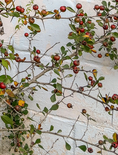 image of Crataegus munda, Dwarf Hawthorn, Restful Hawthorn, Neat Hawthorn