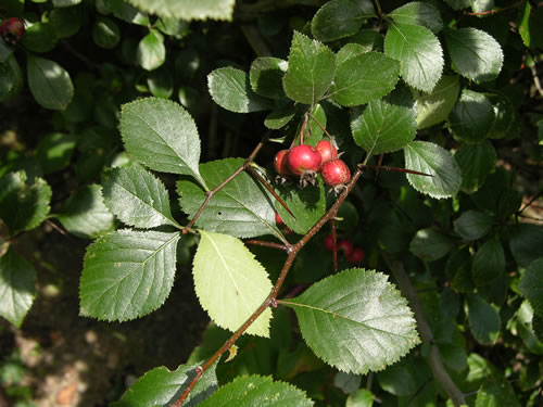 image of Crataegus ashei, Ashe Hawthorn