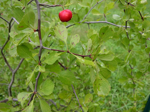 image of Crataegus florens, Mississippi Hawthorn