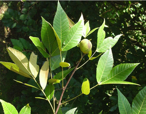 image of Carya floridana, Scrub Hickory