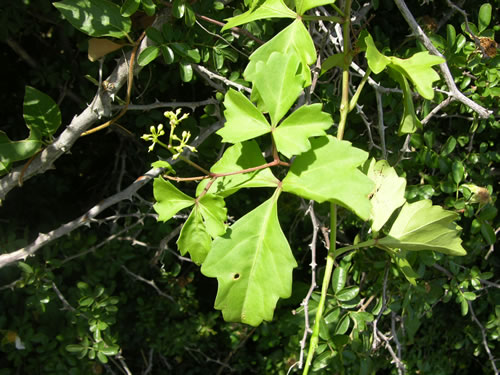 image of Cissus trifoliata, Marine-ivy, Sorrel-vine