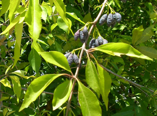 image of Forestiera acuminata, Swamp Forestiera, Swamp-privet