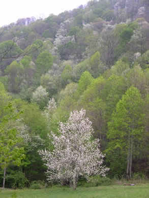 image of Halesia tetraptera var. monticola, Mountain Silverbell