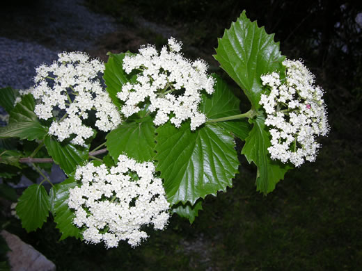 image of Viburnum bracteatum, Limerock Arrowwood