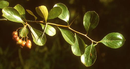 image of Crataegus crus-galli var. crus-galli, Cockspur Hawthorn