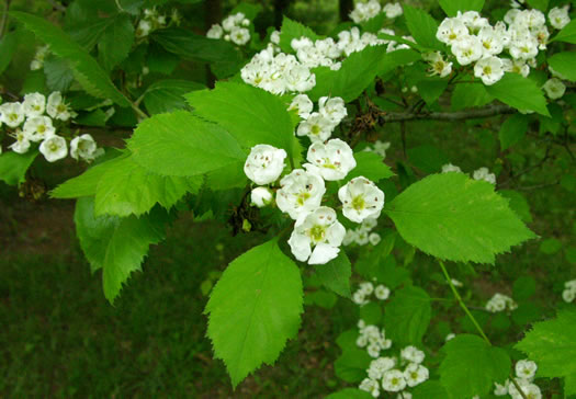 image of Crataegus intricata var. intricata, Entangled Hawthorn