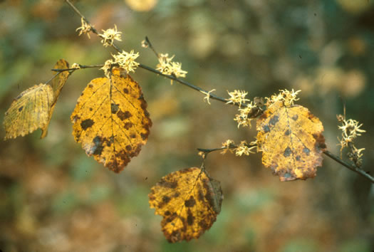 image of Hamamelis virginiana var. virginiana, Northern Witch-hazel