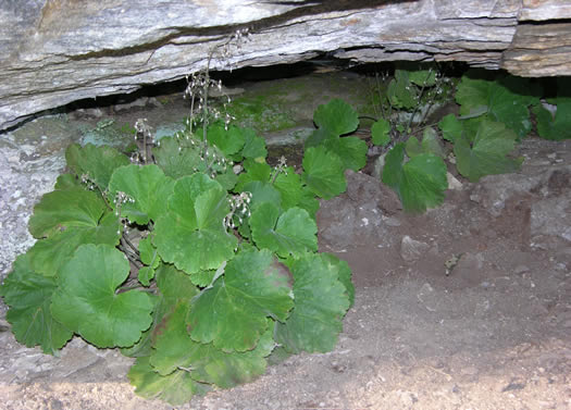 image of Heuchera parviflora var. parviflora, Littleflower Alumroot, Cave Alumroot, Cumberland Grotto Alumroot, Small-flower Alumroot