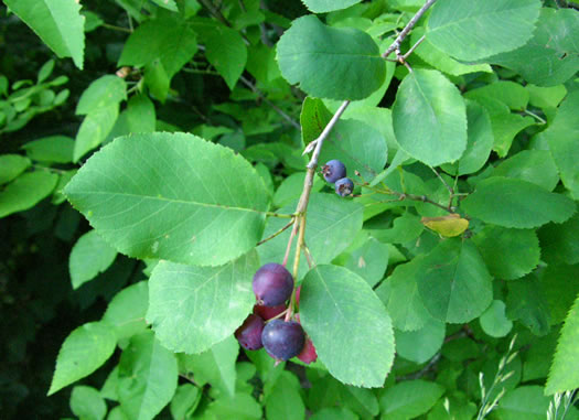 image of Amelanchier spicata, Running Serviceberry, Dwarf Serviceberry
