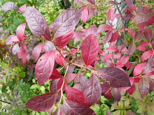 image of Eubotrys recurvus, Mountain Sweetbells, Mountain Fetterbush, Deciduous Fetterbush