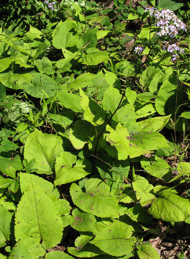 image of Eurybia macrophylla, Large-leaf Aster, Bigleaf Aster