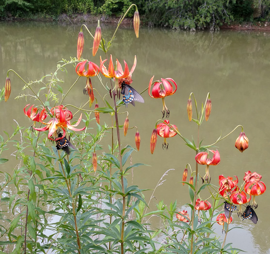 image of Lilium superbum, Turk's-cap Lily, Lily-royal, Superb Lily