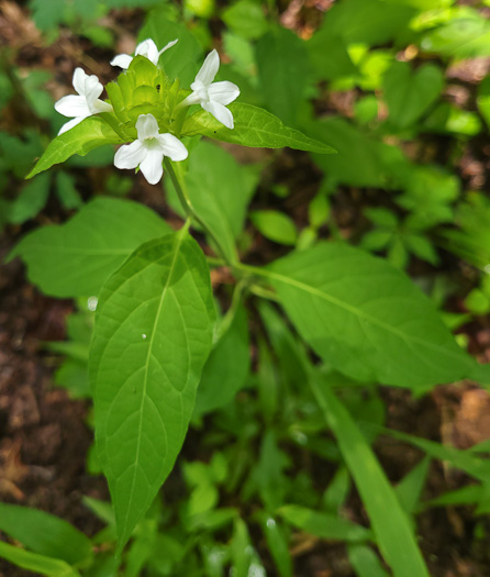 image of Yeatesia viridiflora, Yellow Bractspike