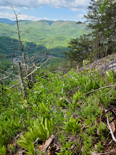 image of Primula meadia, Eastern Shooting Star