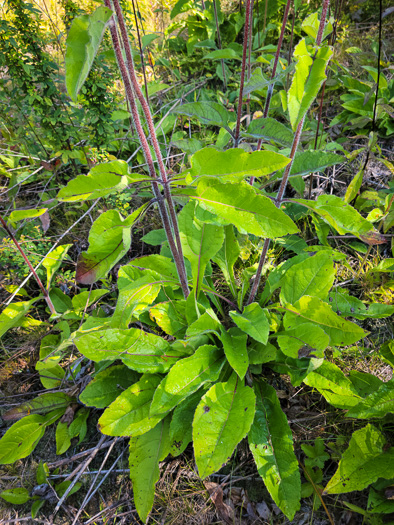 image of Helianthus atrorubens, Purple-disk Sunflower, Hairy Wood Sunflower, Appalachian Sunflower