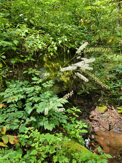 image of Actaea podocarpa, Mountain Black Cohosh, American Cohosh, Late Black Cohosh