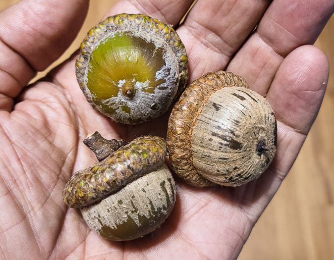 image of Quercus rubra +, Northern Red Oak, Red Oak