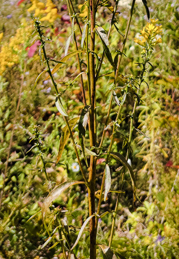 image of Solidago rigidiuscula, Narrowleaf Showy Goldenrod, Slender Showy Goldenrod, Stiff-leaved Showy Goldenrod, Prairie Goldenrod