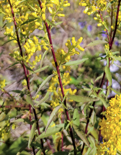 image of Solidago rigidiuscula, Narrowleaf Showy Goldenrod, Slender Showy Goldenrod, Stiff-leaved Showy Goldenrod, Prairie Goldenrod