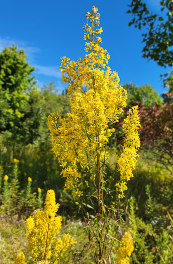 image of Solidago rigidiuscula, Narrowleaf Showy Goldenrod, Slender Showy Goldenrod, Stiff-leaved Showy Goldenrod, Prairie Goldenrod