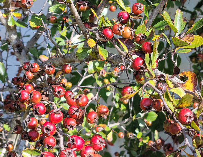 image of Crataegus munda × visenda and/or lancei ?, Travelers Rest Haw