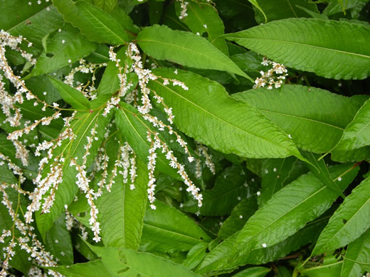 image of Koenigia polystachya, Himalayan Knotweed, Kashmir Plume, cultivated knotweed